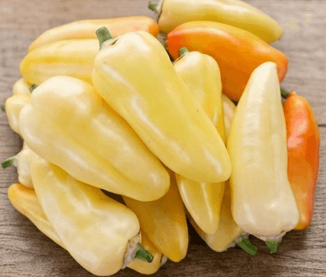 Lecsópaprika