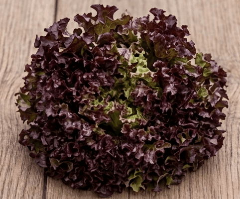 Lollo Rosso saláta