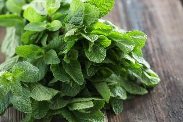 Menta