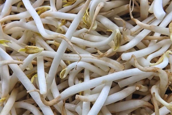Mungóbab csíra