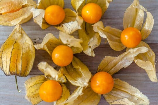 Physalis